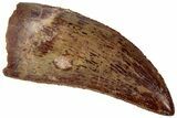 Serrated, Carcharodontosaurus Tooth - Real Dinosaur Tooth #311034-1